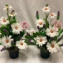 Mothers Day Pot Pair Daisy Lavender