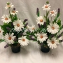 Mothers Day Pot Pair Daisy