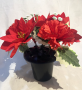 Thumbnail Img 2716