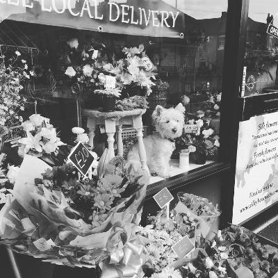 Dog in Flower Shop Window